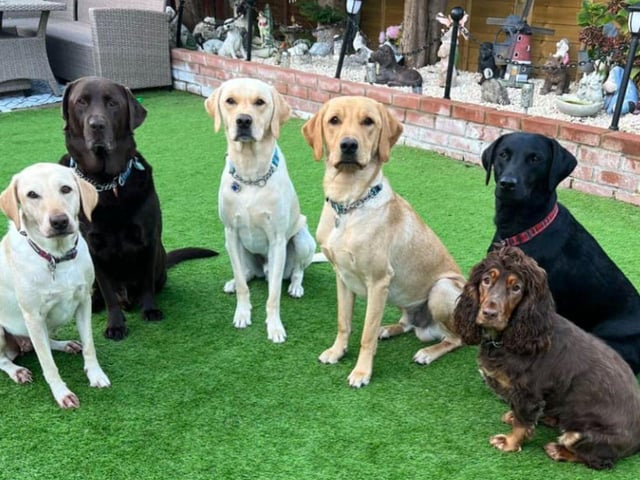 Nita Watts shared this adorable picture of Nelson,Eva,Monty, Zola, Grayson and spaniel Elsa.