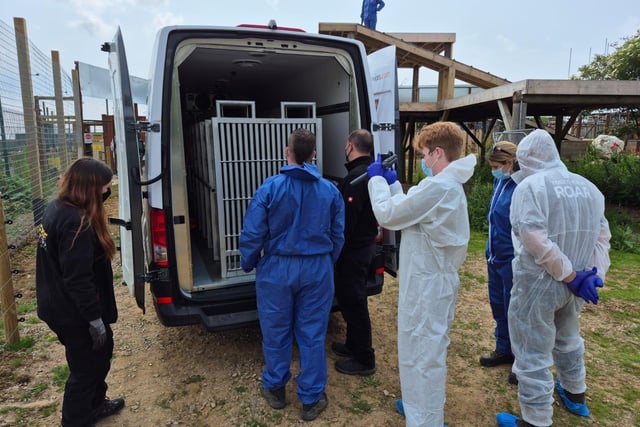 The moment that the bears arrived at the Wildheart Animal Sanctuary