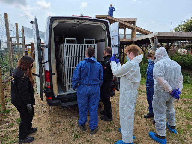 The moment that the bears arrived at the Wildheart Animal Sanctuary