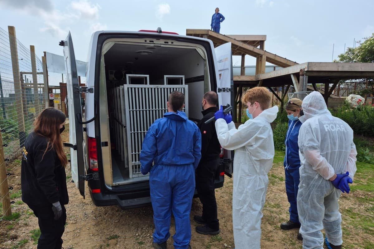 From Azerbaijan to island paradise, first bears in 30 years arrive on Isle ...