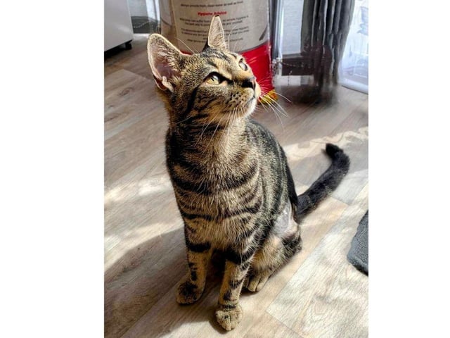 Phoenix Rehoming are looking for people to adopt or foster the dogs and cats they are currently looking after.