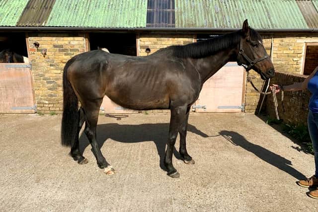 A horse called Babs recovering after being rescued by the RSPCA in Sussex. Picture: RSPCA