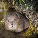 Water Vole in South Downs National Park