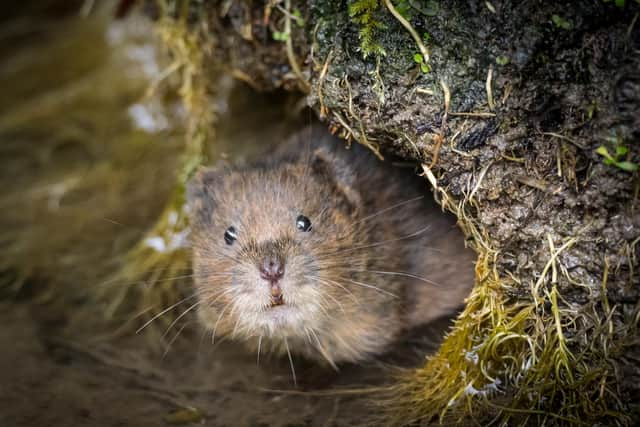 Water Vole in South Downs National Park