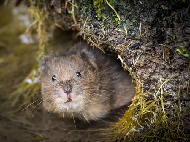 Water Vole in South Downs National Park