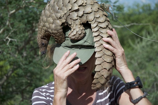 Become a nature champion and find out all about the shy creatures known as Pangolins from February 19 to 27. Journey around the museum, writing your observations as you go, compare your field notes to win a prize. £1 per child. Go to www.derbymuseums.org