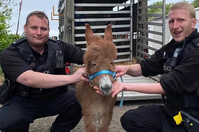 Police officers with Moon, a mini-donkey who was stolen from a field but has now been reunited with her mum and owners.