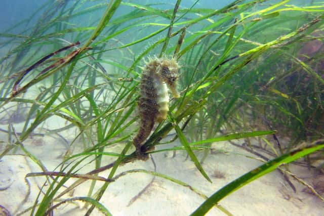 Seagrasses support wildlife such as seahorses. Picture: Julie Hatcher