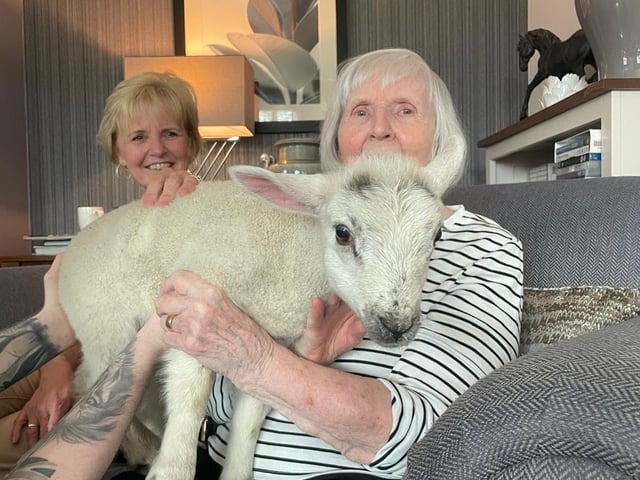 Bam Bam finds a cosy lap