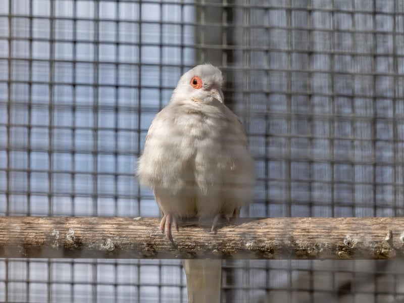 Residents of the aviary at College Park. Picture: Mike Cooter (06042023)