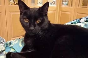 Hurley is looking for a new home. 
Picture: Cats protection Gosport