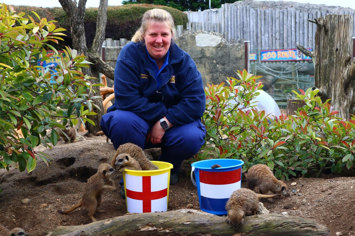 Euro 24 semi finals Netherlands vs England: ‘Mystic meerkats’ predict England result