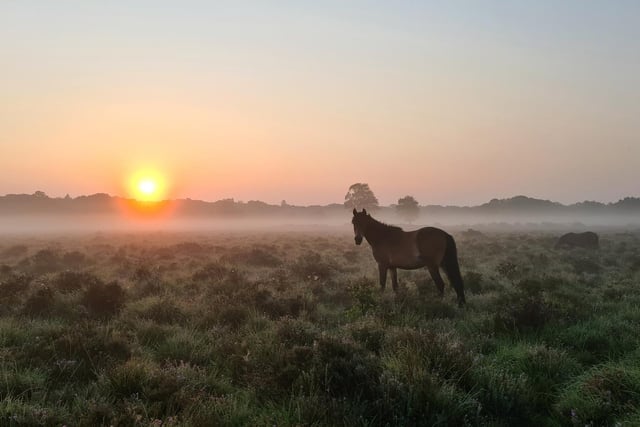 This is a gorgeous sunrise view in the New Forest.
