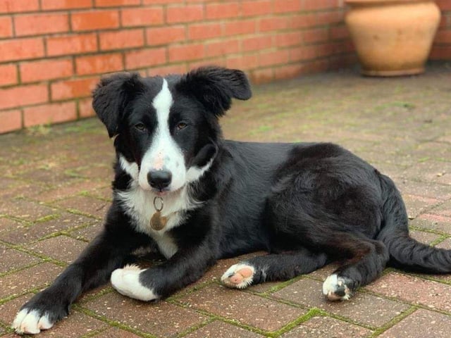 Maggie is a beautiful 6 month old, medium sized crossbreed girl. Shes around 15kg and she is still a puppy so she loves playing, sniffing and napping. She’s a smart girl and loves learning new things, touch, watch me, mat training, middle and recall. She will sit and down for food and is learning to sit nicely to have her harness and lead put on and off.
She’s settled well into home life, is house trained and loves napping on the sofa with the humans. She sleeps in the crate overnight in the same room as her foster carers.
She can be left for around 1.5 hours during the day in her crate but this will need further work to increase the amount of time.
Adoption fee is £425 and to see what this includes, visit the charity's website.