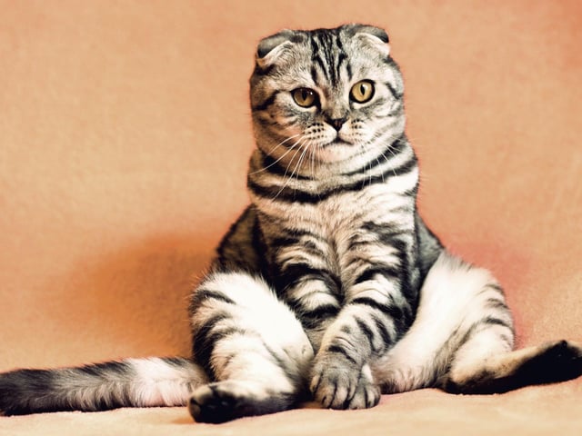 Mazzgi is apparently a lost Nottinghamshire term for cat.