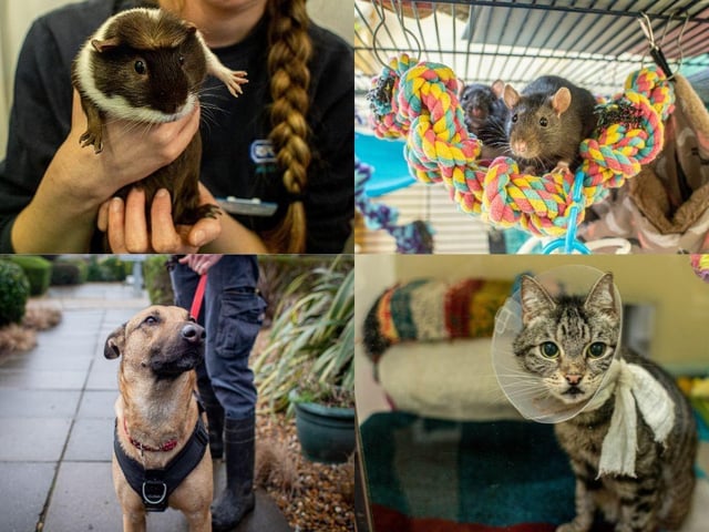 We visited Stubbington Ark to get a behind-the-scenes insight.