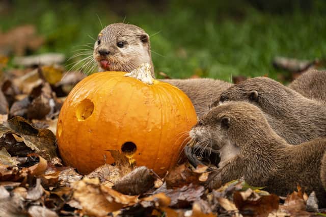 Otters tucking into pumpkins at Marwell Zoo. Photo: Jason Brown Photography