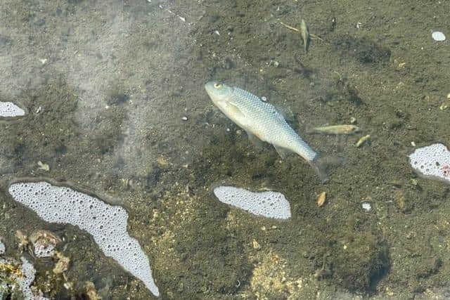 Pollution has been found in a river in Waterlooville. Picture: Jeff Coates