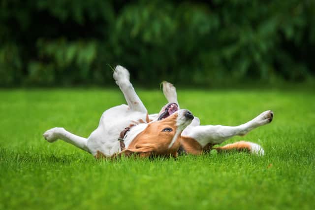 There's a simple and effective way to prevent a dog ruining your lawn.
