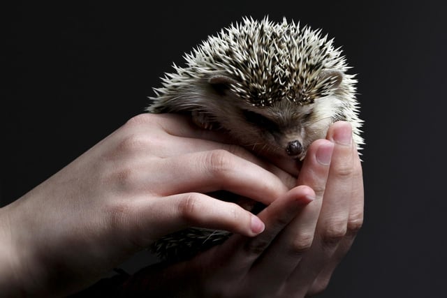 Find out all about hedgehogs, complete with live creatures, at this indoor family event on February 21, which runs from 6pm to 8pm. Tickets £3. Booking essential, go to www.
derbyshirewildlifetrust.org.uk