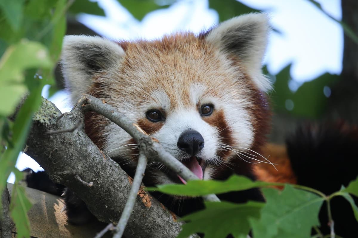 16 classes of animal you may not know are illegal to own as pets in the UK  | The News