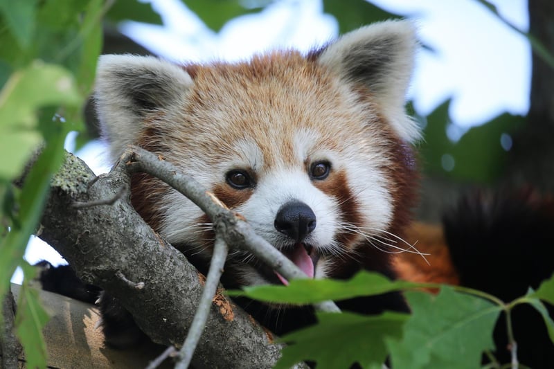 A Red Panda. Picture: MARCO BERTORELLO/AFP via Getty Images