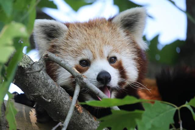 A Red Panda. Picture: MARCO BERTORELLO/AFP via Getty Images