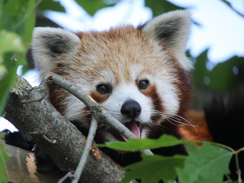 A Red Panda. Picture: MARCO BERTORELLO/AFP via Getty Images