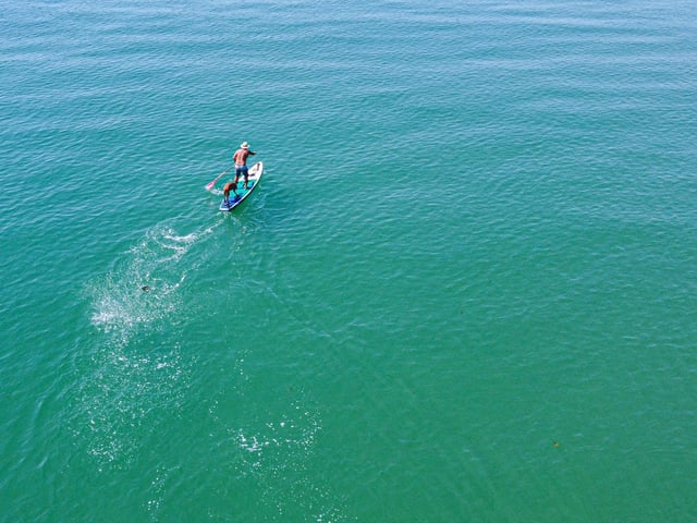 Pictured: Horatio the Dog and owner, Jason West on a paddle board