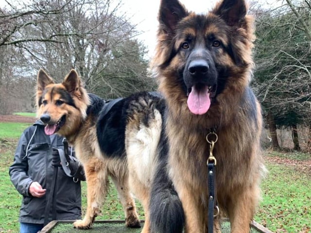 How beautiful is this picture of Buddy and his friend Barney.