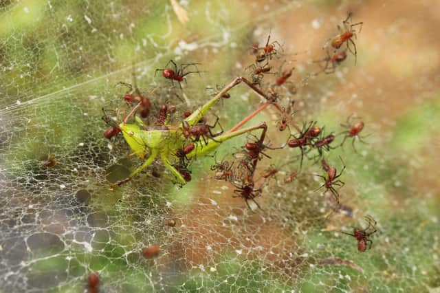 Spiders working together to catch their prey.