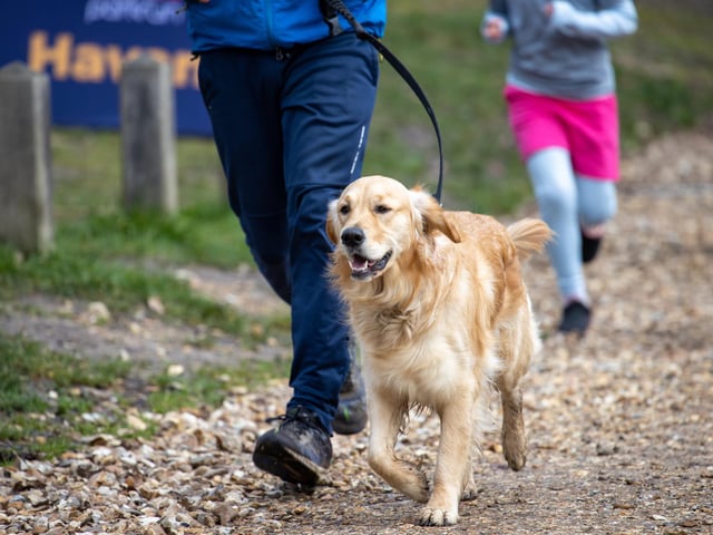 A dog enjoying Saturday morning's Havant parkrun at Staunton Country Park. Picture: Alex Shute