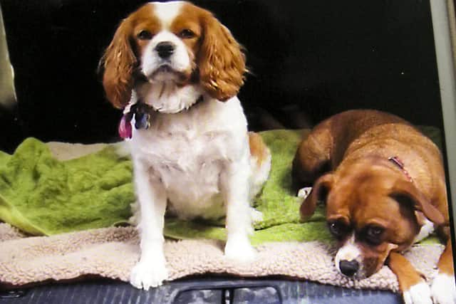 Poppy and Pixie Picture: RSPCA/Solent News