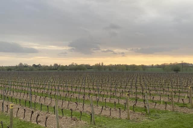 The sun setting over some of Tinwood's vines