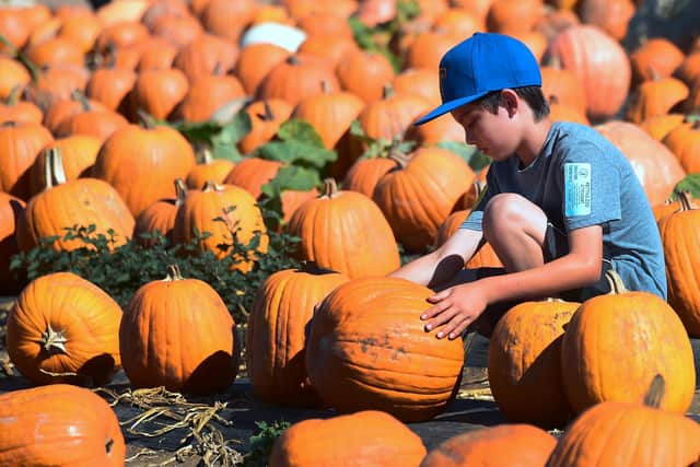 Why not pick your own pumpkin this year? Picture: FREDERIC J. BROWN/AFP/Getty Images