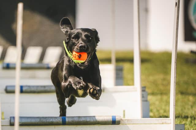 Goodwoof 2024