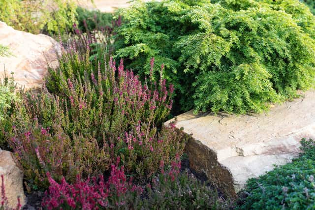 Heather and dwarf conifers in an alpine garden. Picture: Shutterstock