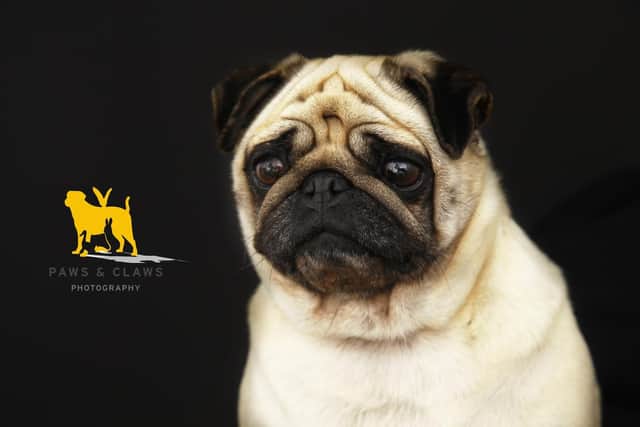 A pug photographed by Olly Picture: Paws and Claws Photography