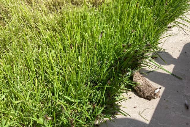 Flying ants in Swanmore. Picture: Kimberly Barber