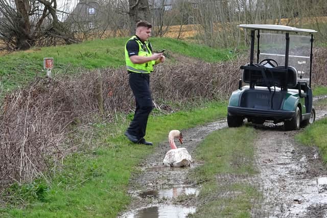 Two swans were shot at Chichester Golf Club. Pic West Sussex Wildlife Protection