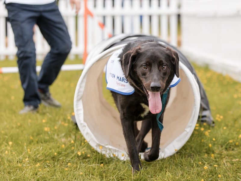 Adopted Labrador cross, Elder, at Goodwoof 2024, at Goodwood Estate in Chichester, whilst raising awareness of rescue dogs still needing a forever home. PA Photo. The Adoption Mission by Mars Petcare is covering the adoption fees for up to 25 dogs from Elder's former rescue centre, Raystede, for potential owners considering adopting a dog following the event and the pet food brand's State of Pet Homelessness Project has found that only half of prospective dog owners consider adoption, prolonging the wait for over a million animals in the UK awaiting their forever families. Photo credit should read: Dave Dodge/PA Media