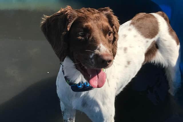 Happy dog at Doggy Day Care