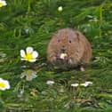 Water voles, commonly found in chalk streams, have suffered a rapid decline due to habitat loss.
