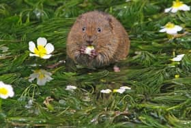 Water voles, commonly found in chalk streams, have suffered a rapid decline due to habitat loss.