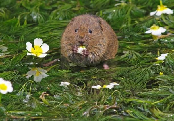 Water voles have faced habitat destruction and predation - leading to their vast decline in number.