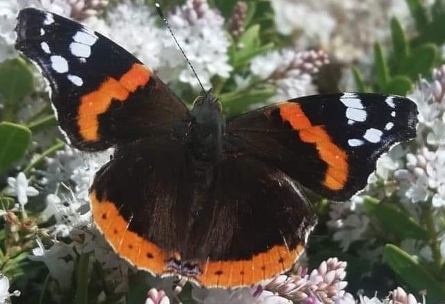Few sights can be more synonymous with the spring and summer months than a red admiral butterfly.