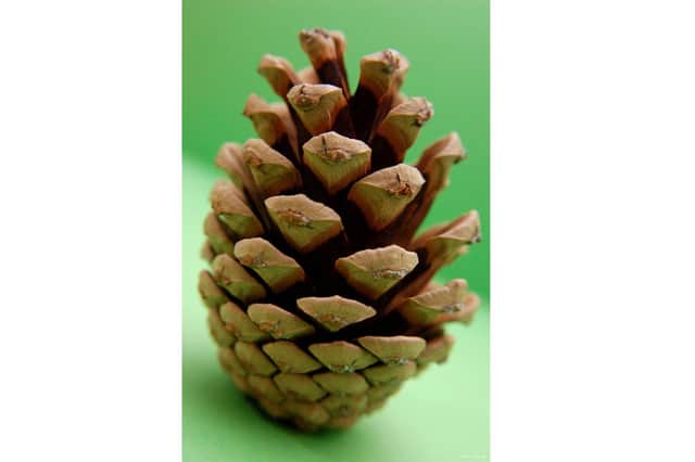 Fir cone - a good weather forecaster.
