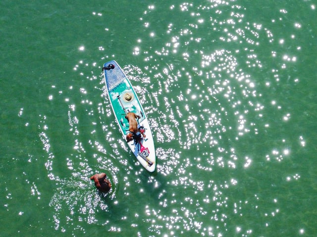 Pictured: Horatio the Dog and owner, Jason West on a paddle board