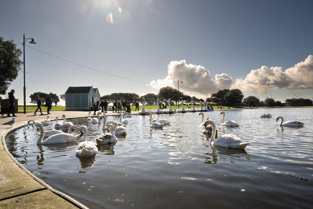 A stone's throw from the Southsea seafront and South Parade pier, Canoe Lake is a great place to visit for a stroll, a picnic or a ride on it's popular swan pedalo boats.Pictured is: Swans on Canoe Lake, SouthseaPicture: Keith Woodland