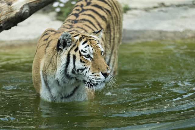 Marwell Zoo announces death of much-loved Amur tiger Milla.